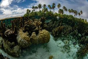 snorkeling nos jardins de recifes de corais da polinésia francesa e arco-íris foto