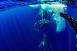 baleia jubarte debaixo d'água em moorea polinésia francesa foto