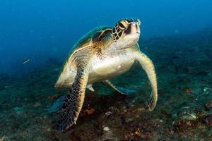 tartaruga vindo até você debaixo d'água em cabo pulmo méxico califórnia foto