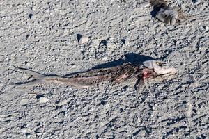 peixe morto na praia foto