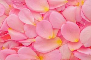 lindas pétalas de rosa cor de rosa para vista superior de fundo de dia dos namorados foto