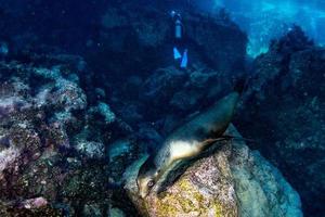 foca-leão-marinho debaixo d'água enquanto mergulha galápagos foto