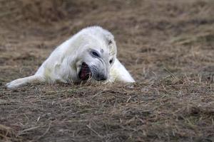 foca cinzenta branca recém-nascida relaxando em donna nook beach linconshire foto