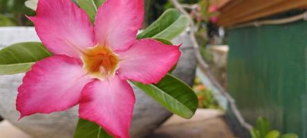 planta ornamental de flor de frangipani rosa ou vermelha foto