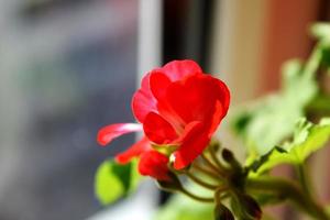 gerânios vermelhos florescem na janela. gerânio de casa vermelha. pelargonium hortorum. foto