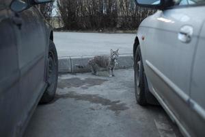 gato entre carros. animal de estimação no estacionamento. foto