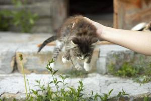 mão leva gatinho. gatinho no quintal. animais de estimação no verão na rua. foto