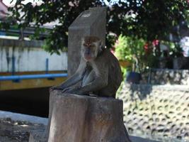 um macaco de cauda longa parece triste por causa da corrente de ferro em volta do pescoço foto