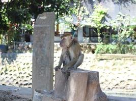 um macaco de cauda longa parece triste por causa da corrente de ferro em volta do pescoço foto