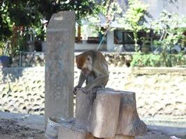 um macaco de cauda longa parece triste por causa da corrente de ferro em volta do pescoço foto