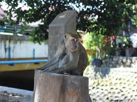 um macaco de cauda longa parece triste por causa da corrente de ferro em volta do pescoço foto