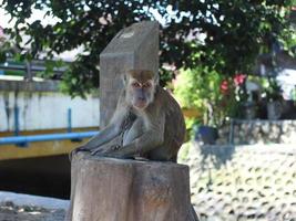 um macaco de cauda longa parece triste por causa da corrente de ferro em volta do pescoço foto