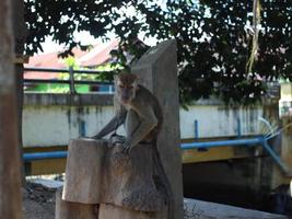 um macaco de cauda longa parece triste por causa da corrente de ferro em volta do pescoço foto