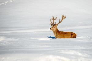 retrato de veado no fundo de neve foto