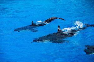 orca orca mãe e filhote enquanto nadava foto
