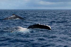 barbatana de baleia jubarte e costas descendo no mar azul da polinésia foto