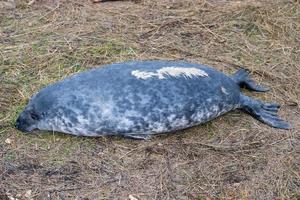 filhote de foca cinza enquanto relaxa na praia na grã-bretanha foto