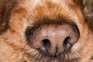 detalhe de macro de nariz de cachorrinho close-up foto