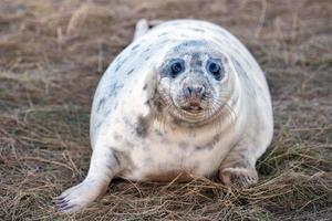 filhote de foca cinza enquanto olha para você foto