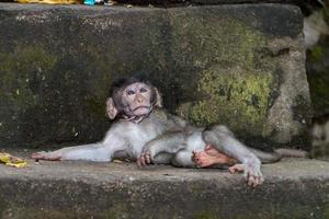 macaco macaco macaco recém-nascido indonésia close-up retrato foto