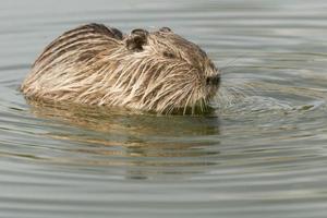 castor coypu isolado olhando para você foto