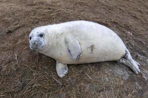 foca cinzenta branca recém-nascida relaxando em donna nook beach linconshire foto