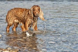 cão cocker spaniel enquanto brincava na água foto