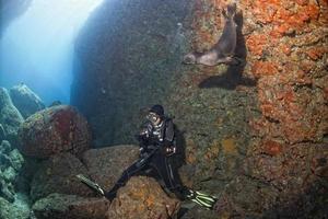 mergulhador e filhote de leão-marinho debaixo d'água olhando para você foto
