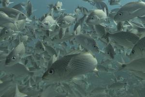 dentro de um cardume de peixes debaixo d'água foto