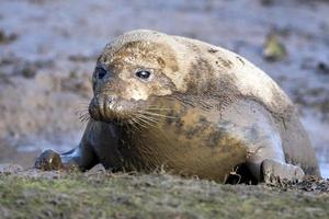 touro de foca cinza enquanto olha para você foto