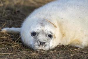 foca cinzenta branca recém-nascida relaxando em donna nook beach linconshire foto