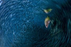 mover o efeito de torção dentro do cardume de sardinhas de peixes debaixo d'água foto