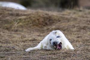 foca cinzenta branca recém-nascida relaxando em donna nook beach linconshire foto