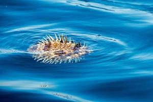 peixe-espinho inflado na superfície do mar foto