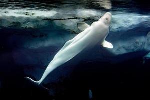 retrato de golfinho branco de baleia beluga foto