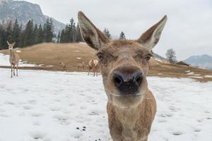 retrato de veado enquanto olha para você foto