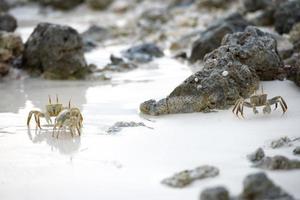 caranguejo na areia ao pôr do sol foto