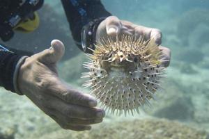 mãos no peixe bola inflada foto