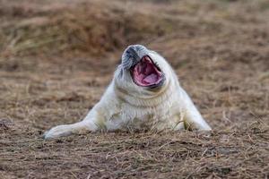 filhote de foca cinza enquanto olha para você e boceja foto