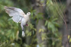 pomba de tartaruga foto