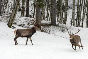 veado vermelho em fundo de neve foto