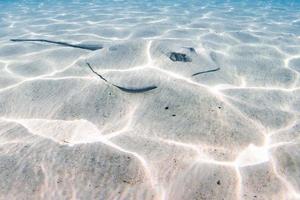 arraia escondida na areia na polinésia francesa foto