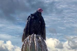 zopilote abutre urubu pássaro em baja califórnia foto