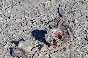 peixe morto na praia foto