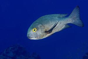 peixe gigante de atum trevally caranx foto