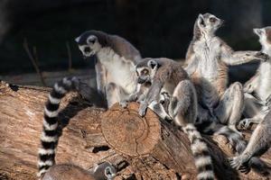 macacos lêmures fofos foto