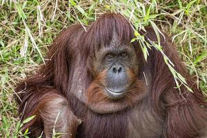 retrato de orangotango no fundo da grama foto