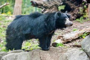 preguiça urso asiático preto foto