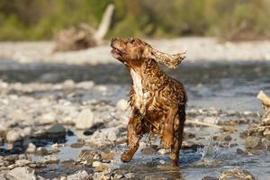 cachorrinho cocker spaniel foto