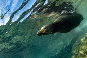 foca-leão-marinho debaixo d'água enquanto mergulha galápagos foto